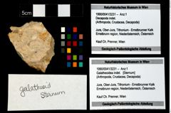 Foto (Objekt + Etikett) von Galatheoidea indet.  (NHMW-GEO-1990-0041-3231)